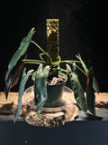 Philodendron Atabapoense