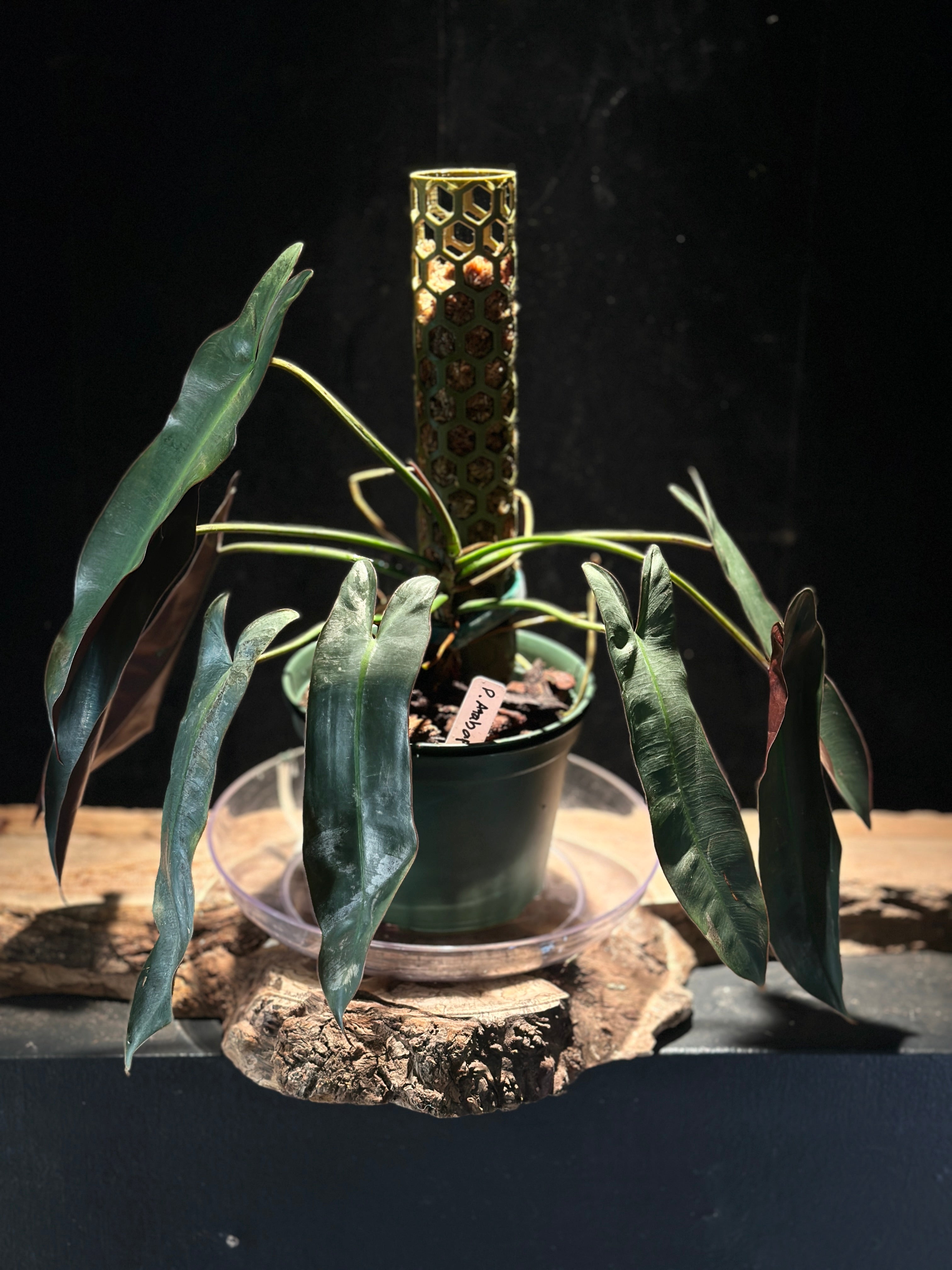 Philodendron Atabapoense