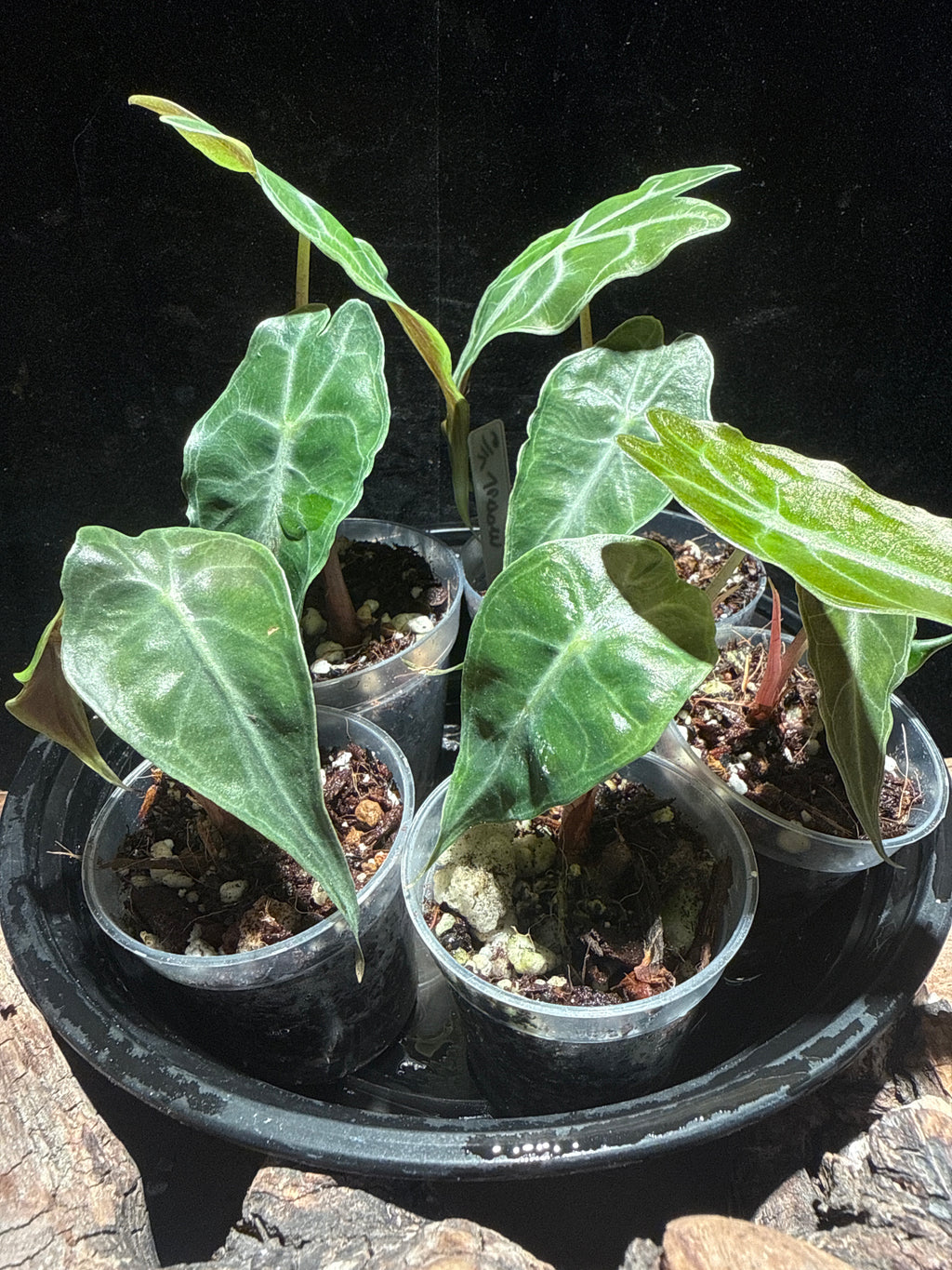 Alocasia 'Venom' (Rare Jewel Alocasia)