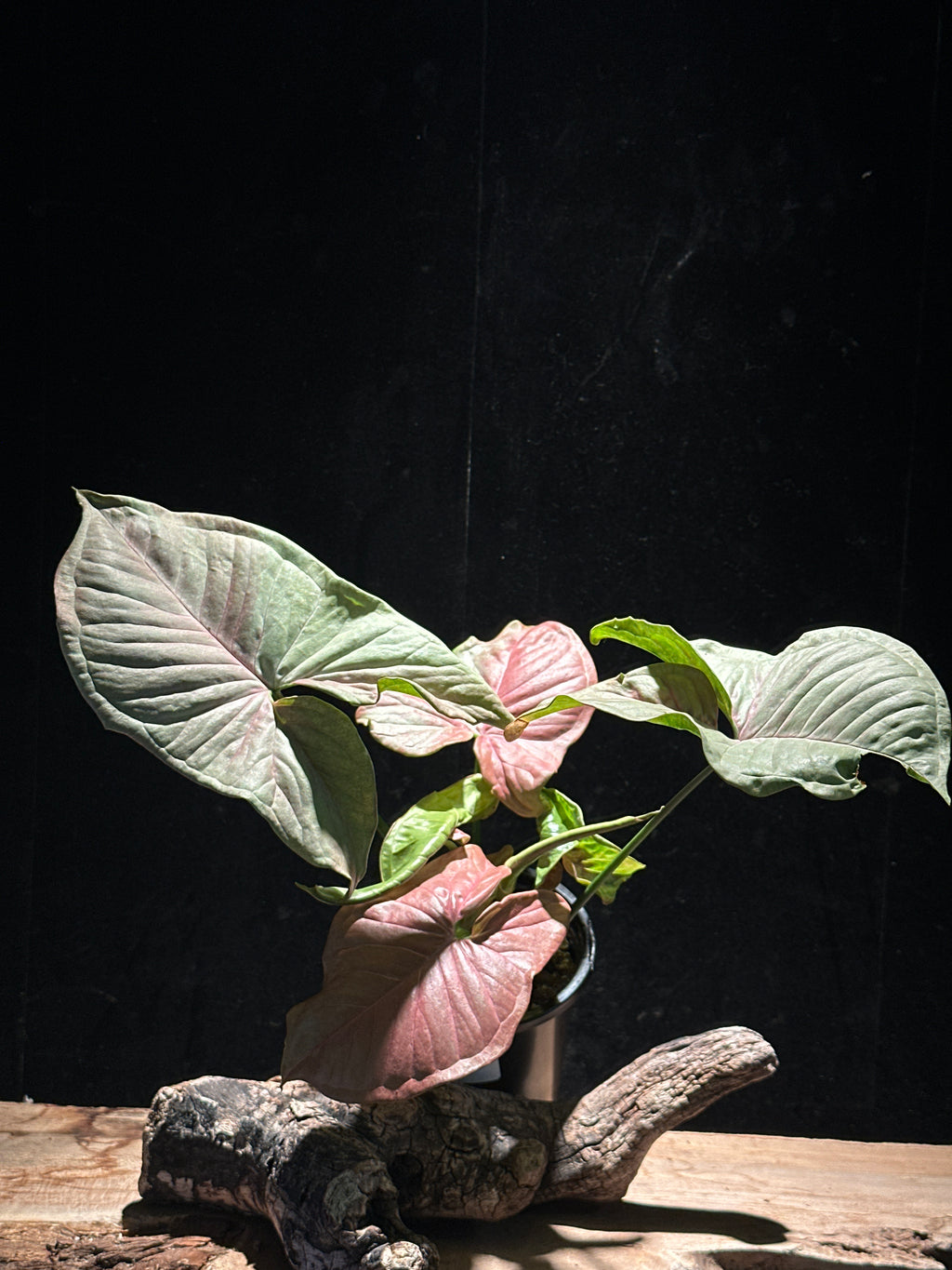 Syngonium ‘Strawberry Shake’