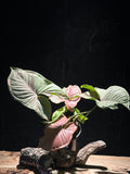 Syngonium ‘Strawberry Shake’