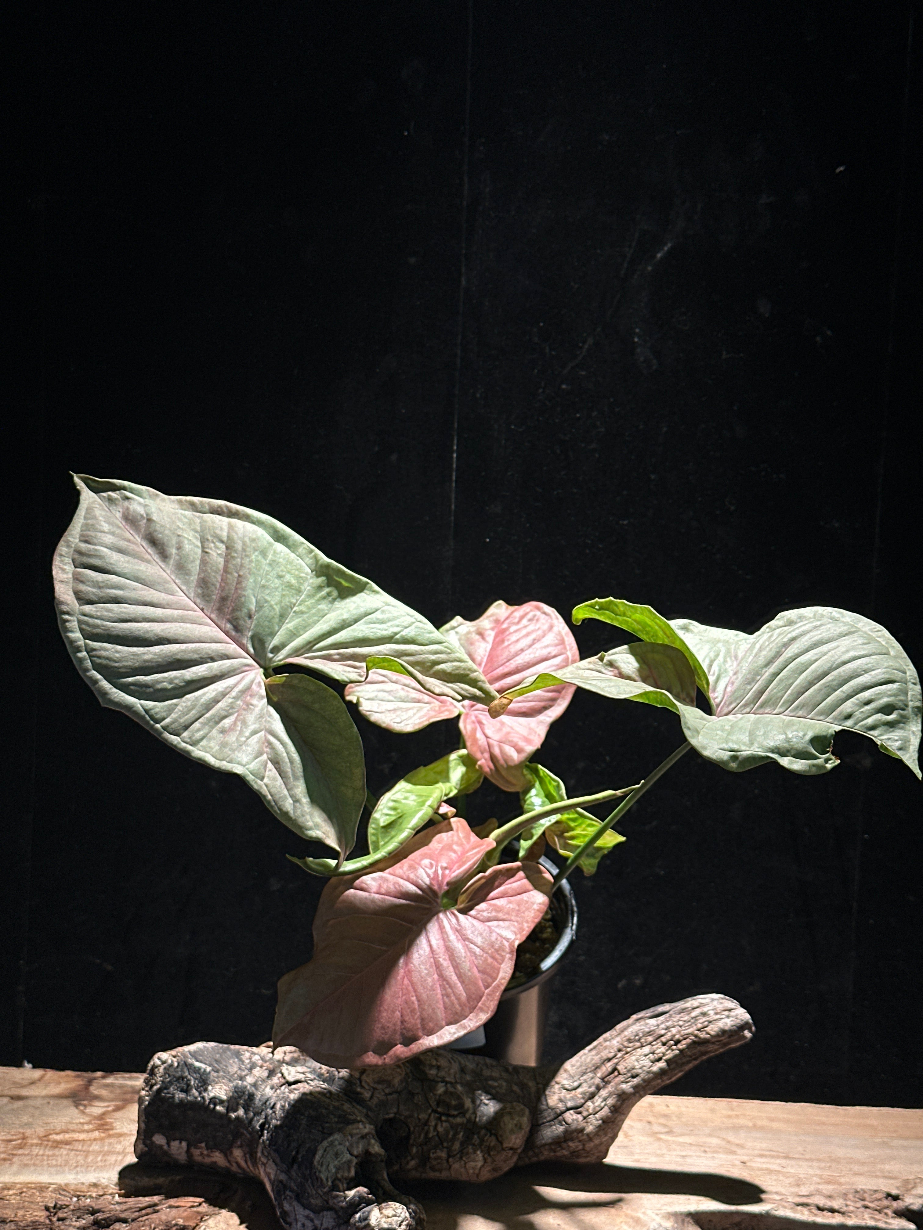Syngonium ‘Strawberry Shake’