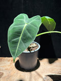 Alocasia Green Velvet (aka Non-Variegated Frydek)