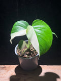 Monstera deliciosa ‘Albo’ – Variegated Swiss Cheese Plant