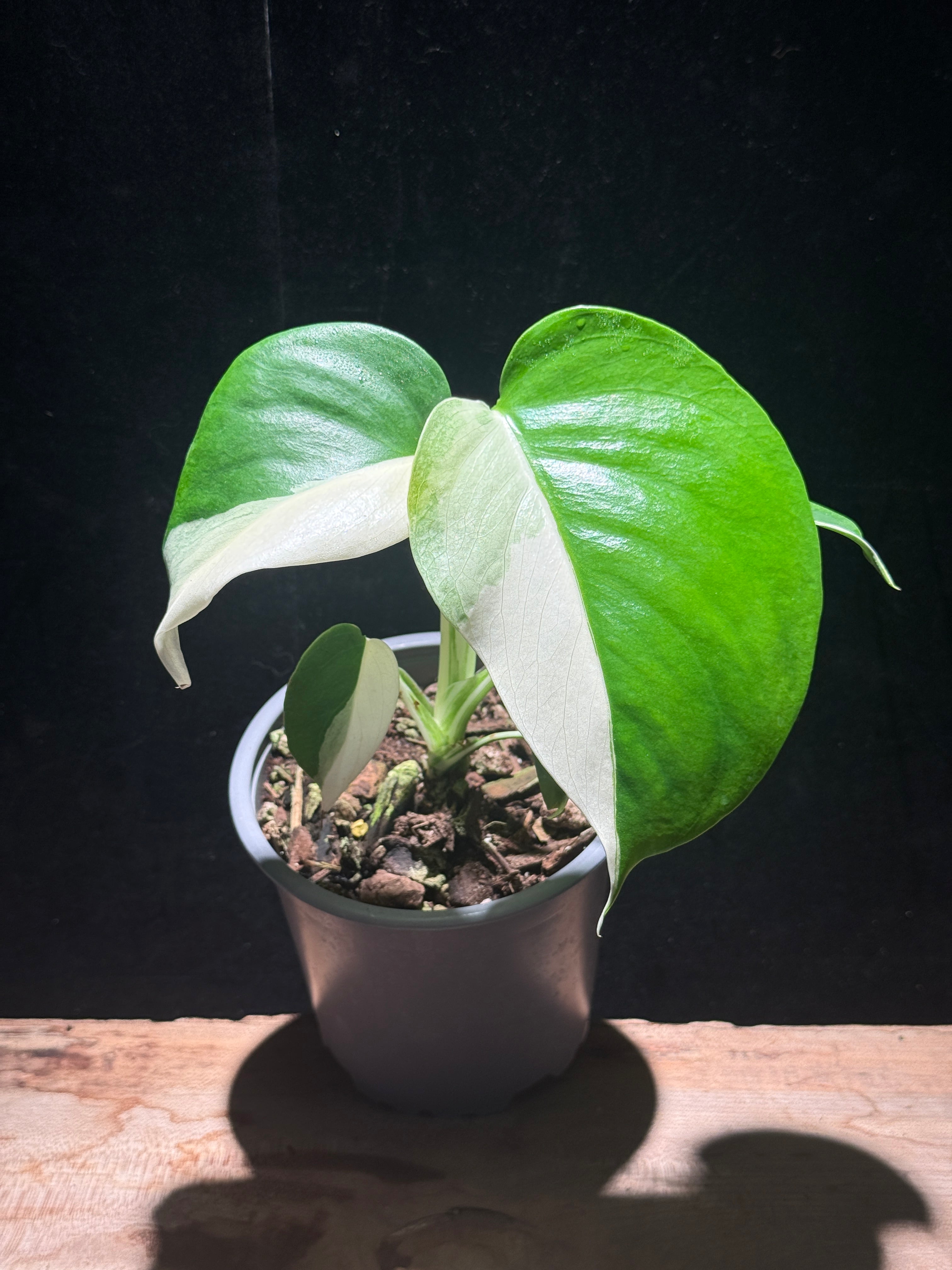 Monstera deliciosa ‘Albo’ – Variegated Swiss Cheese Plant