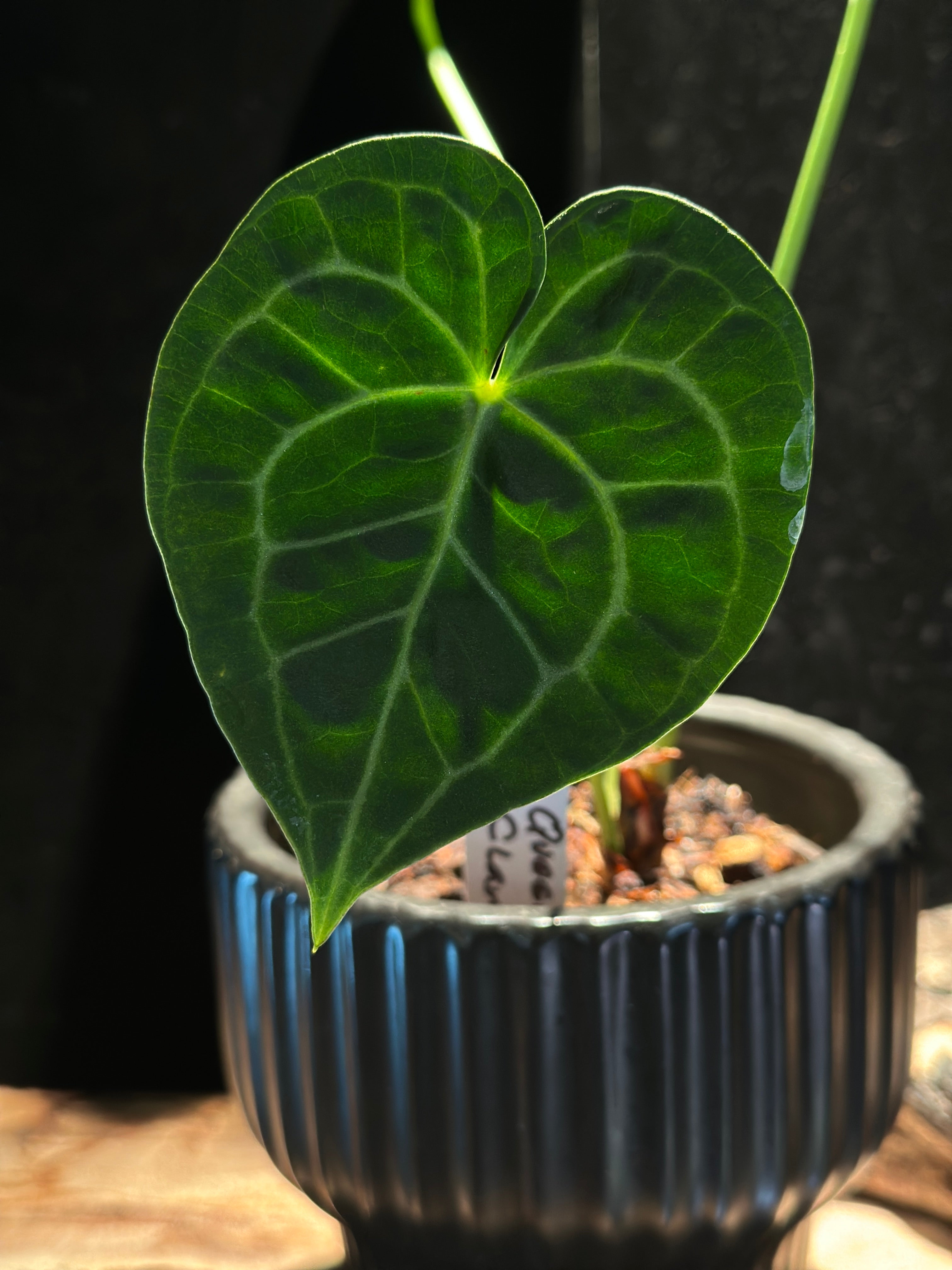 Anthurium Queen of Clarinervium