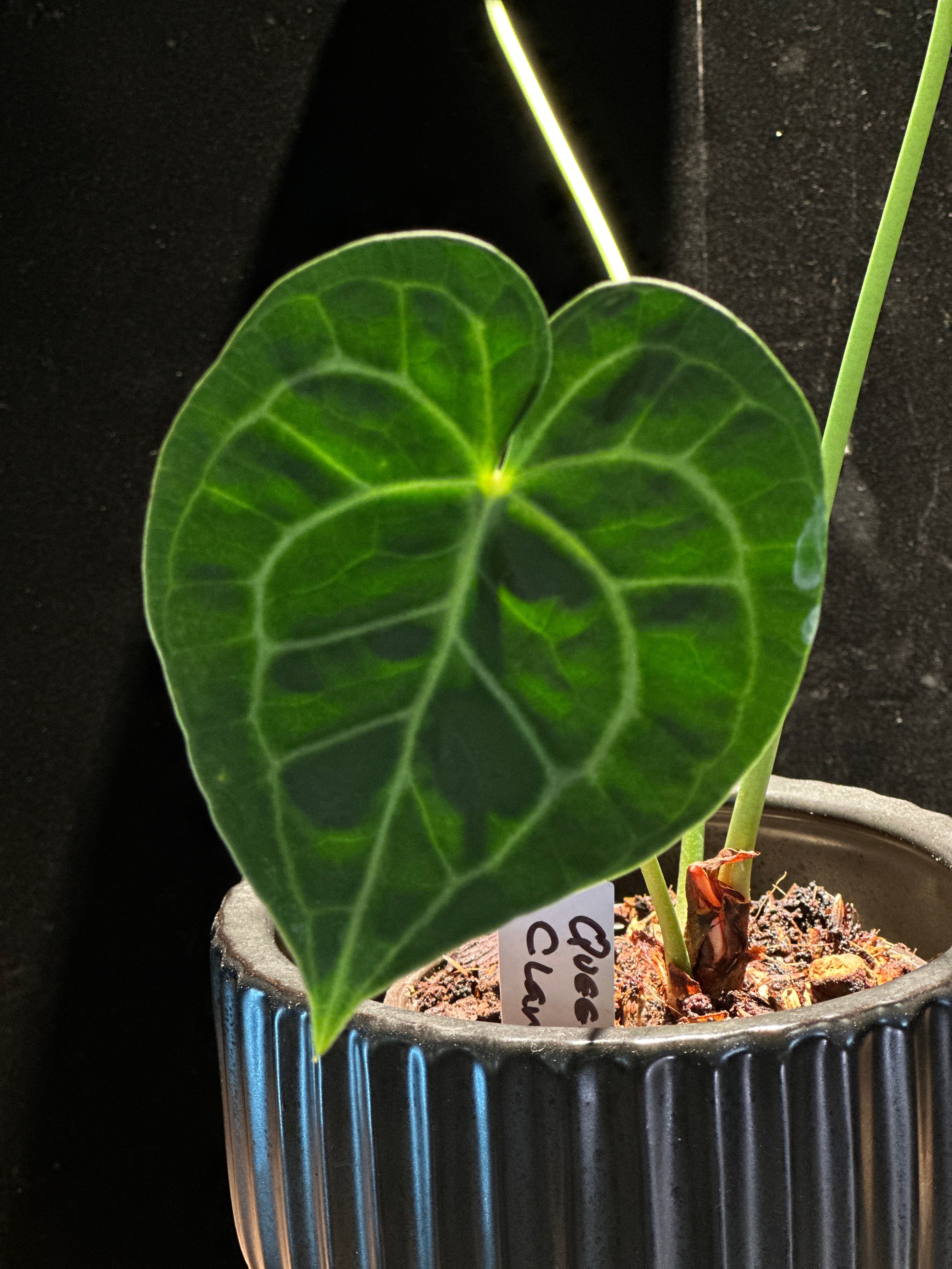 Anthurium Queen of Clarinervium