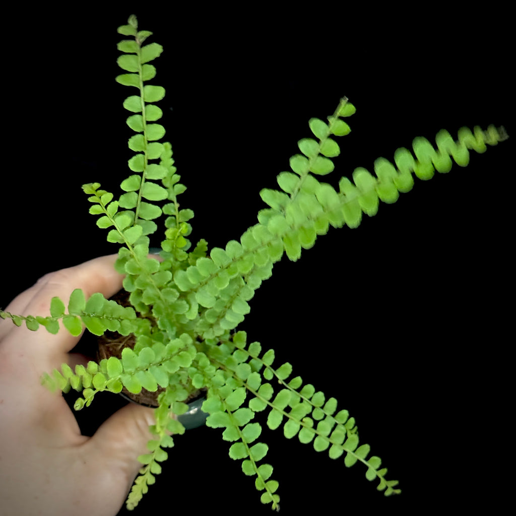 Nephrolepis cordifolia ‘Duffii’ Lemon Button Fern