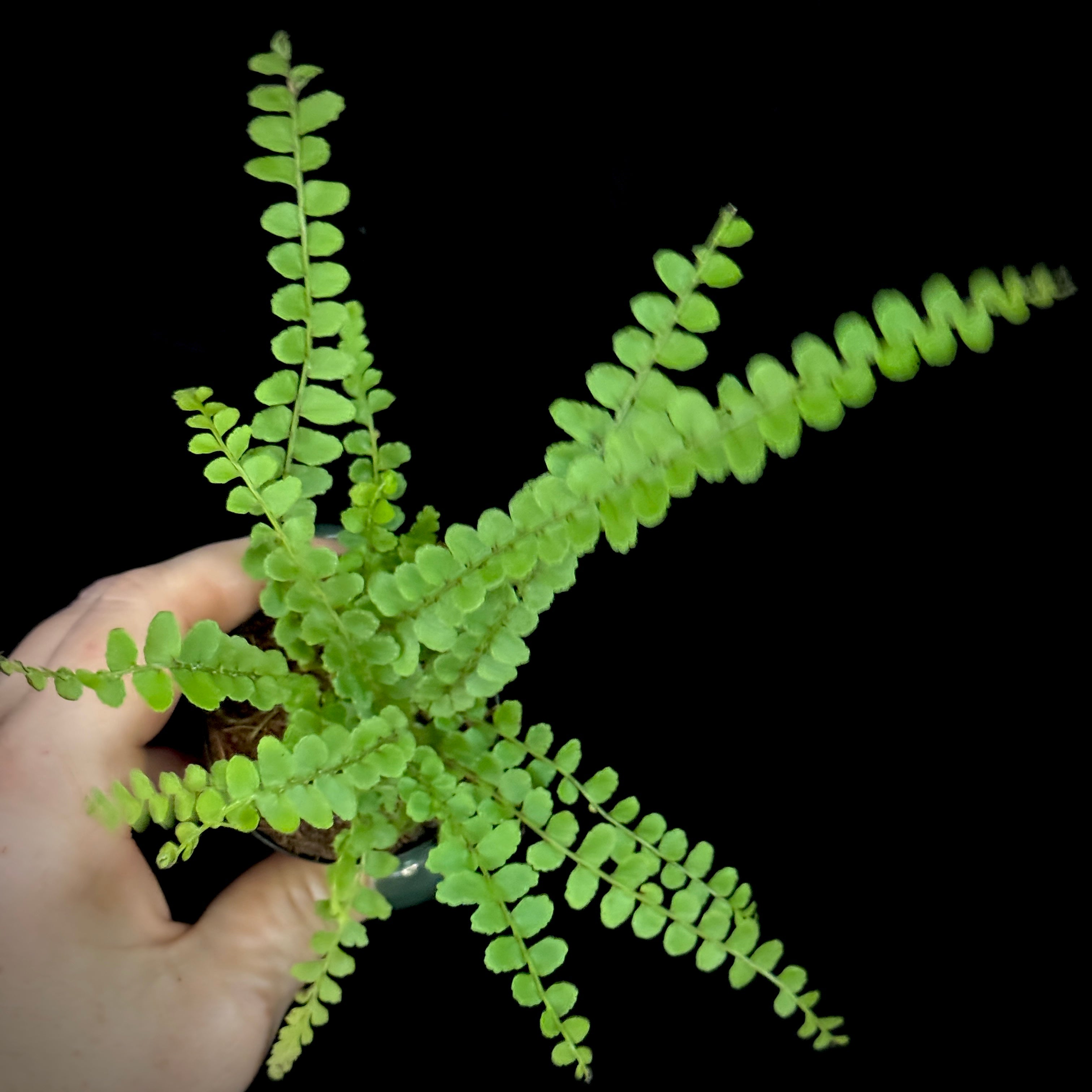 Nephrolepis cordifolia ‘Duffii’ Lemon Button Fern
