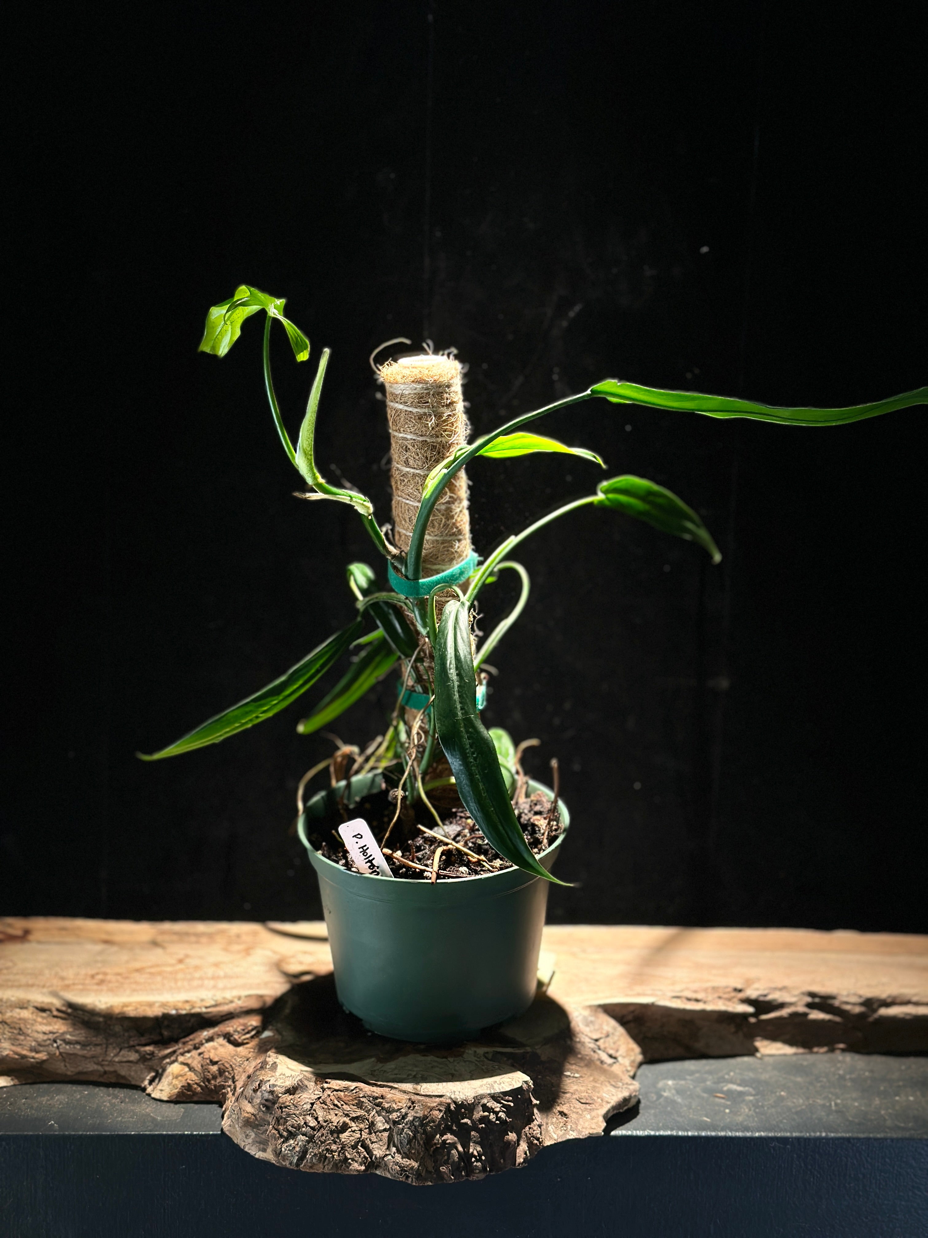 Philodendron Holtonianum