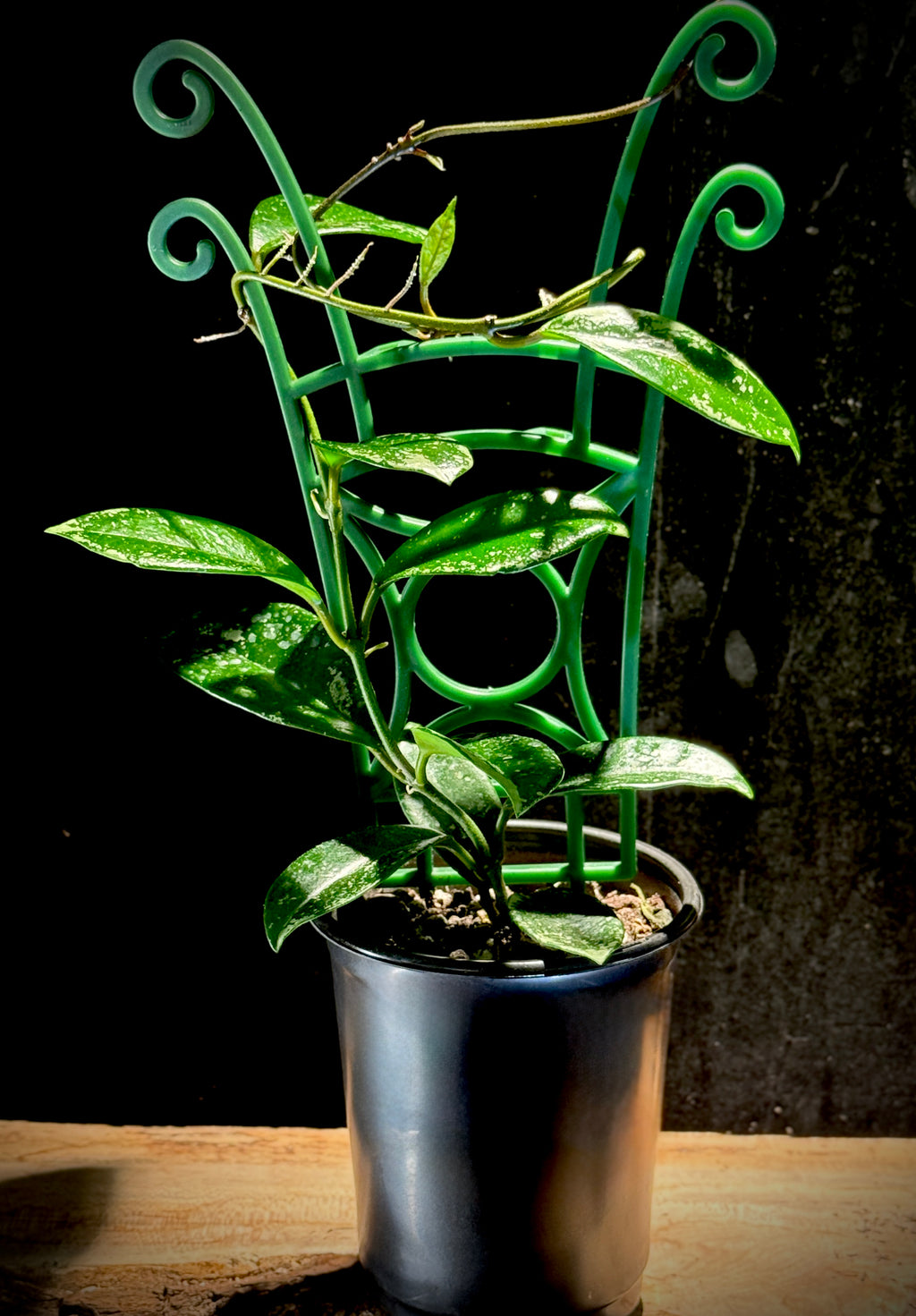 Hoya Kenejiana ‘Silver Splash’