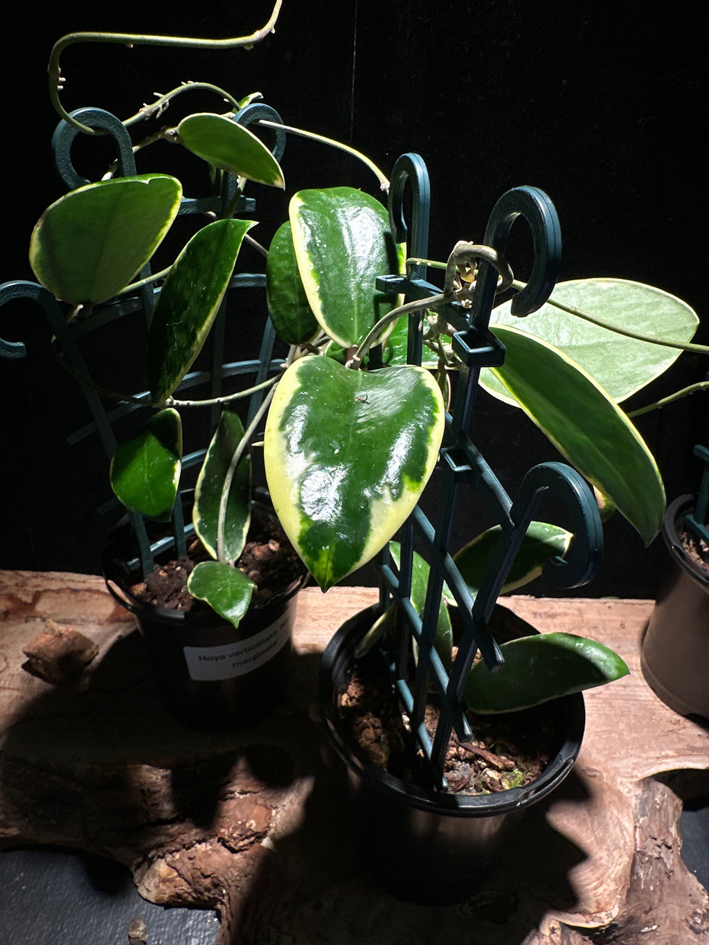 Hoya Verticillata Albomarginata