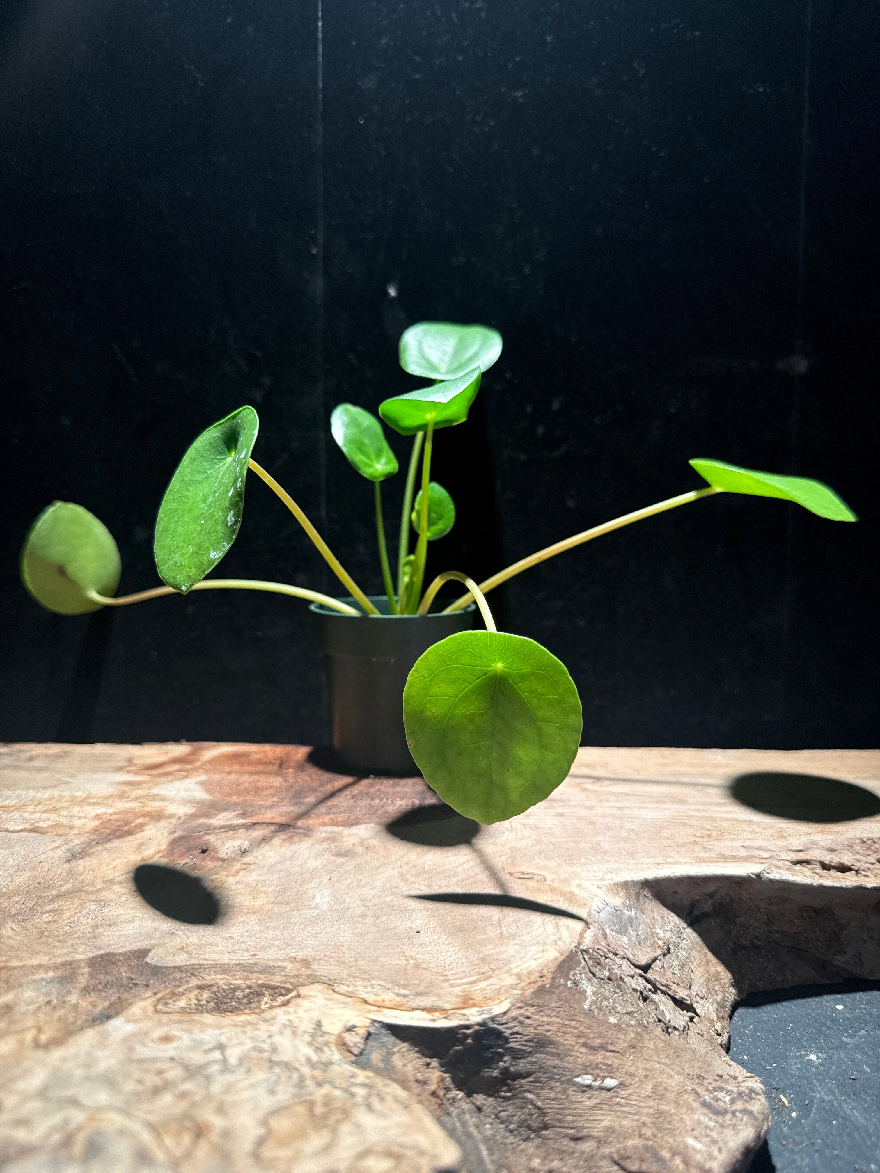 Pilea peperomioides — Chinese Money Plant