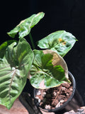 Syngonium ‘Orm Thong’