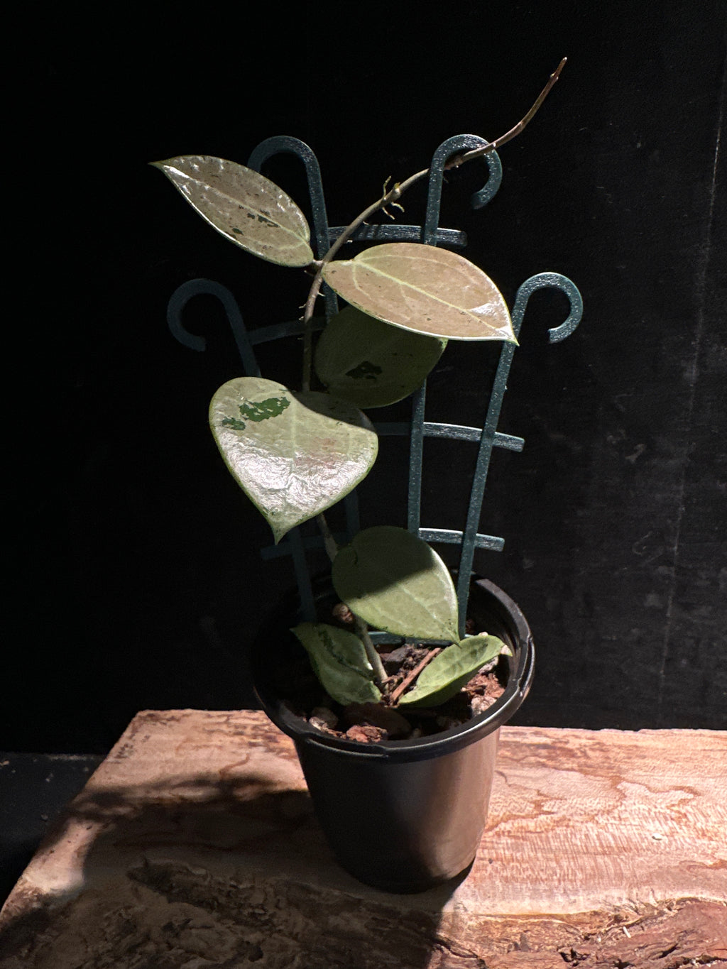 Hoya parasitica ‘Silver Heart’