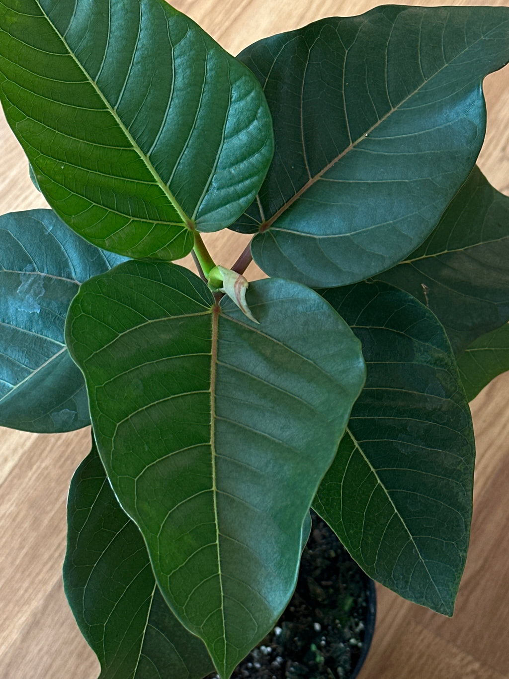 Ficus petiolaris - Petiolate Fig 6"