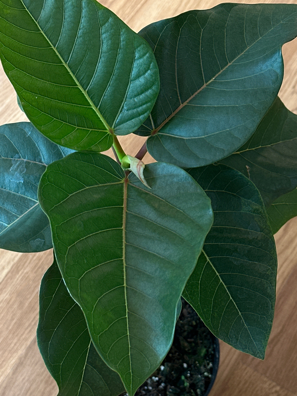 Ficus petiolaris - Petiolate Fig 6"