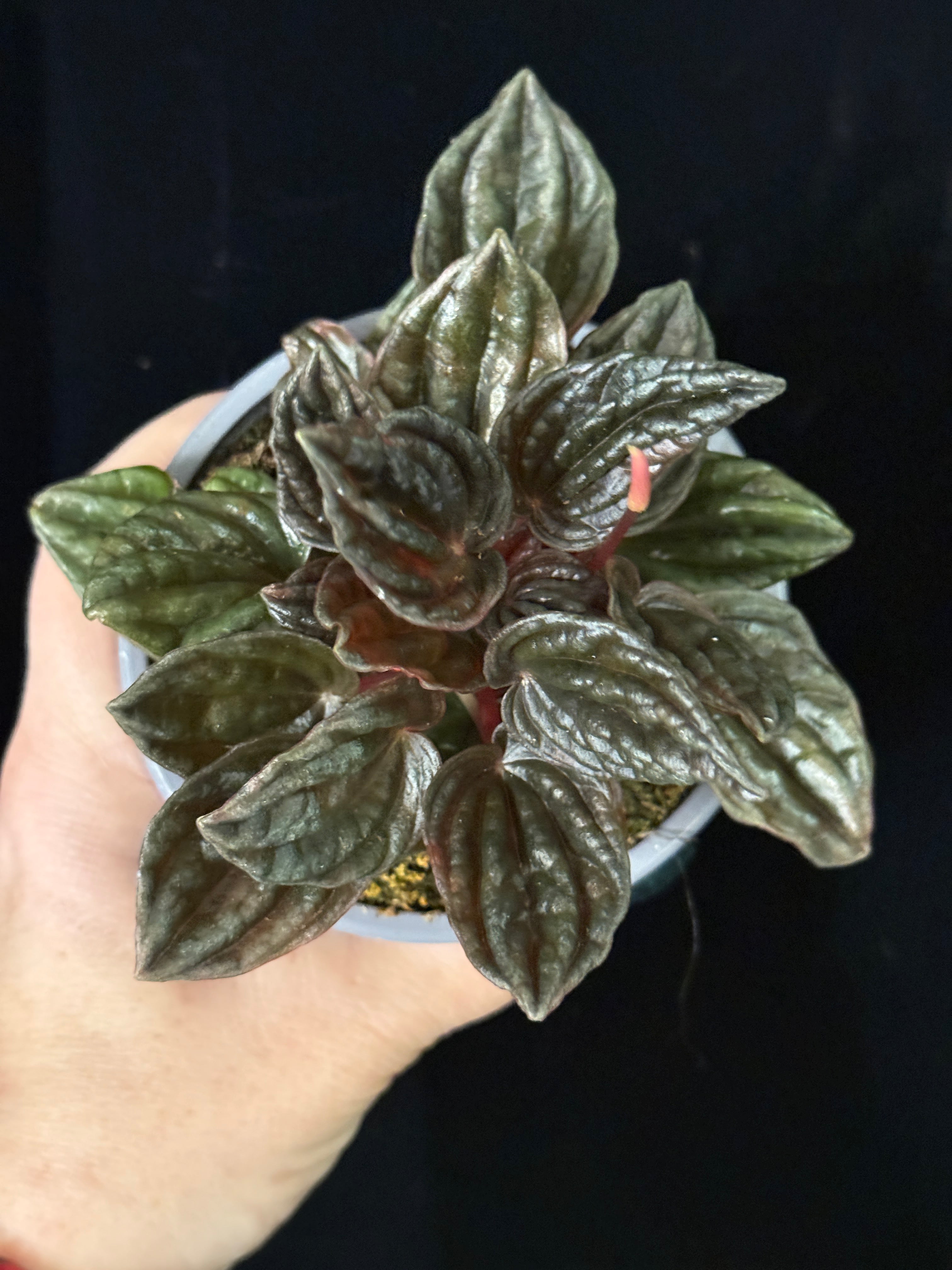 Peperomia Capertata ‘Burgandy