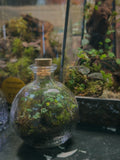 Isopods and Bioactive Terrariums- Plus Happy Birthday to Us!