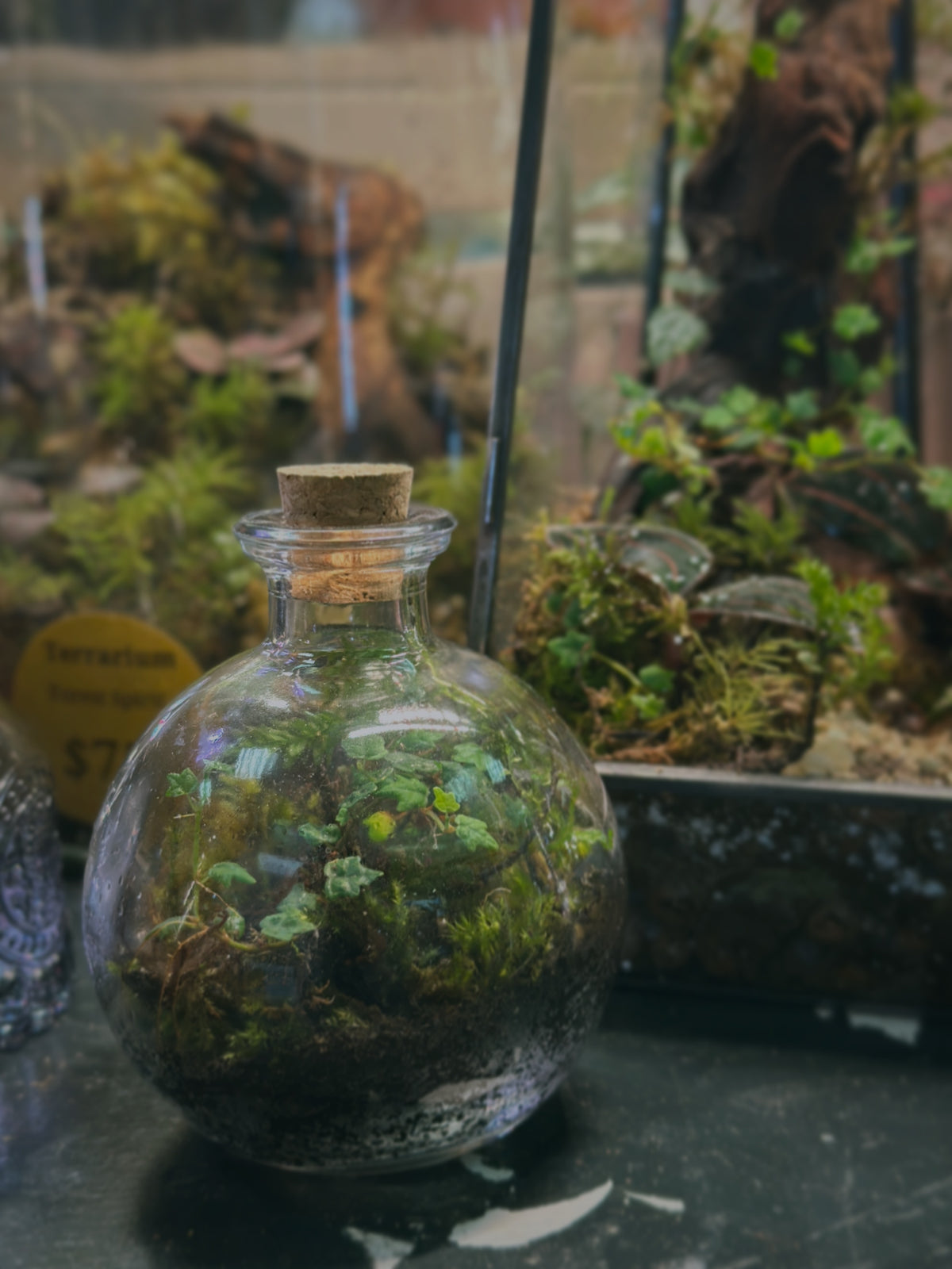 Isopods and Bioactive Terrariums- Plus Happy Birthday to Us!