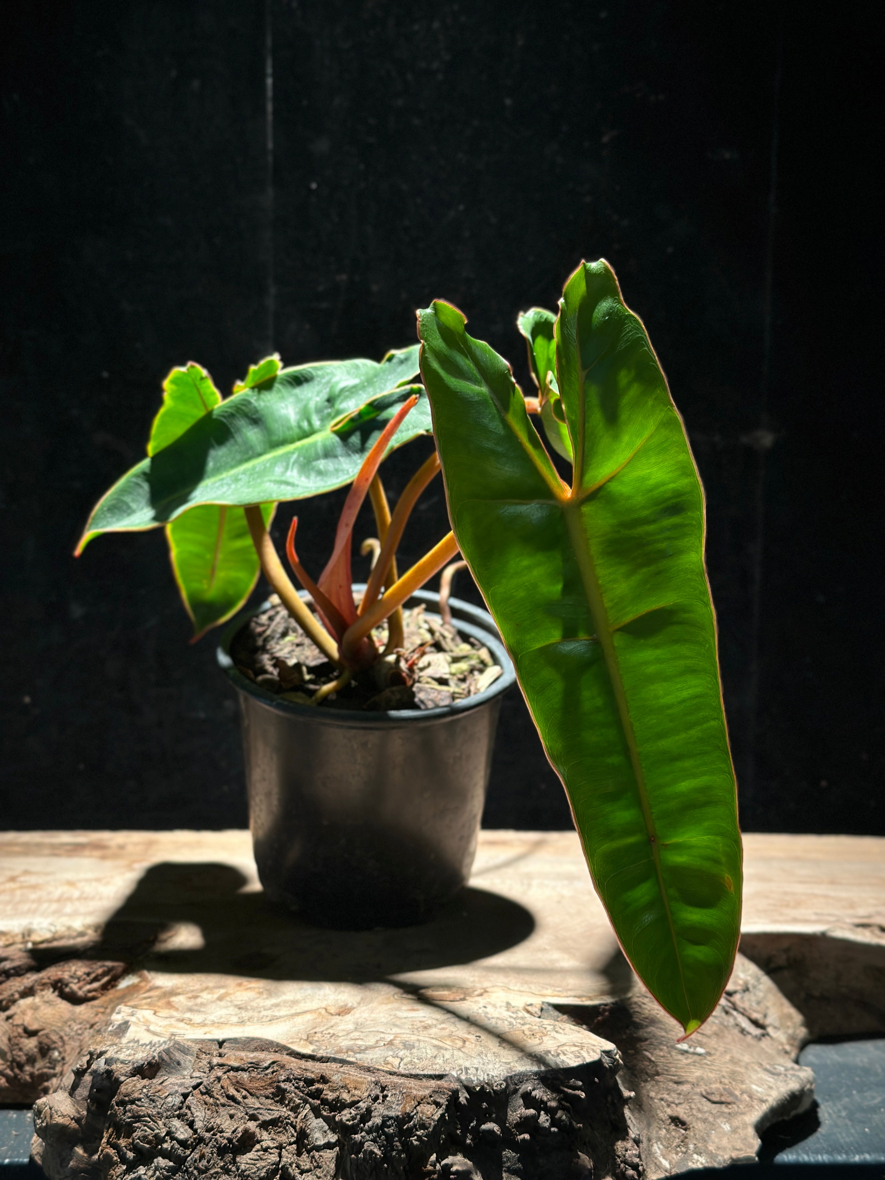 Philodendron Billietiae