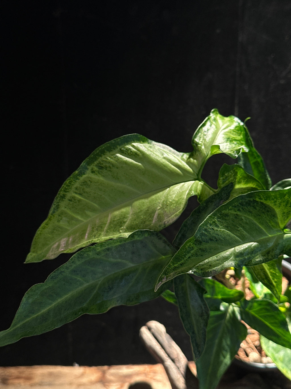 Syngonium angustatum