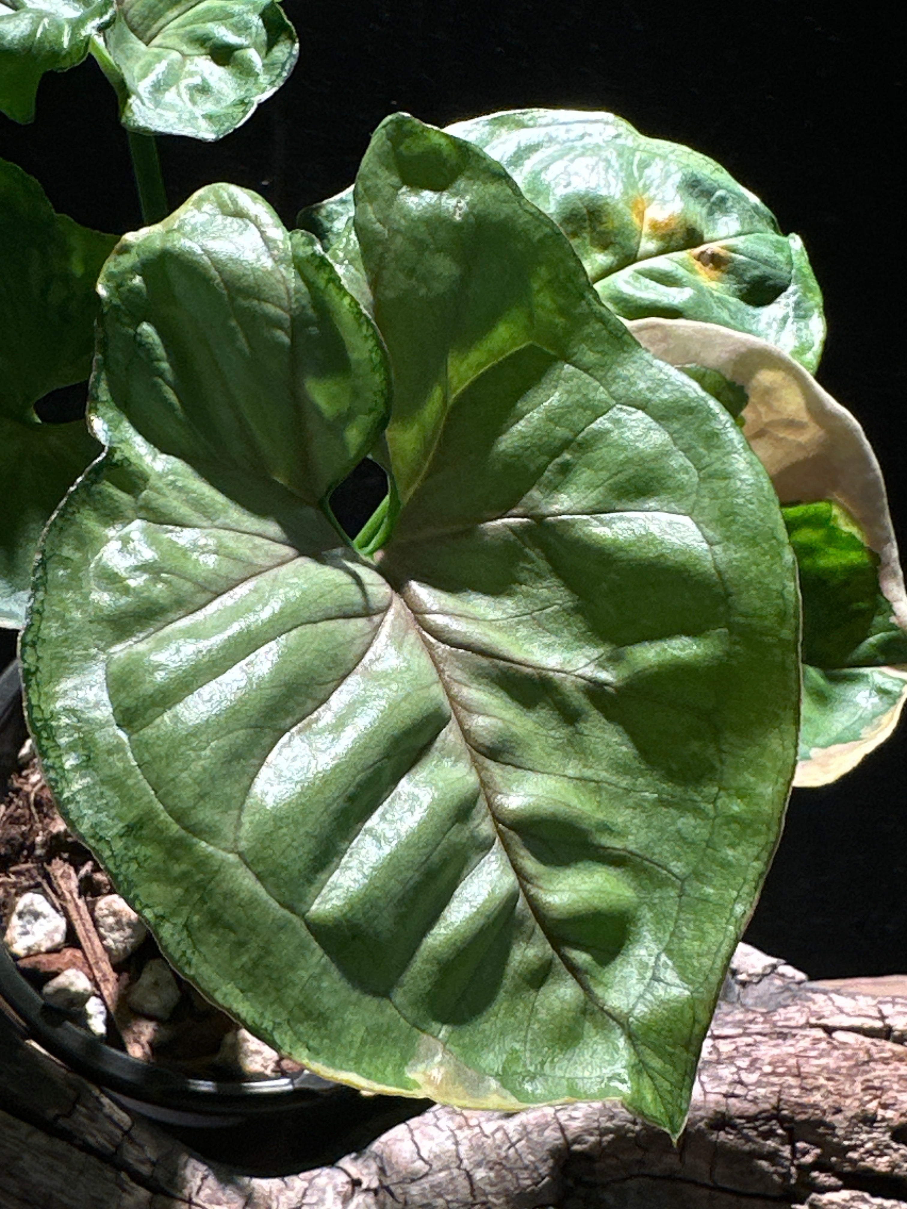 Syngonium ‘Orm Thong’