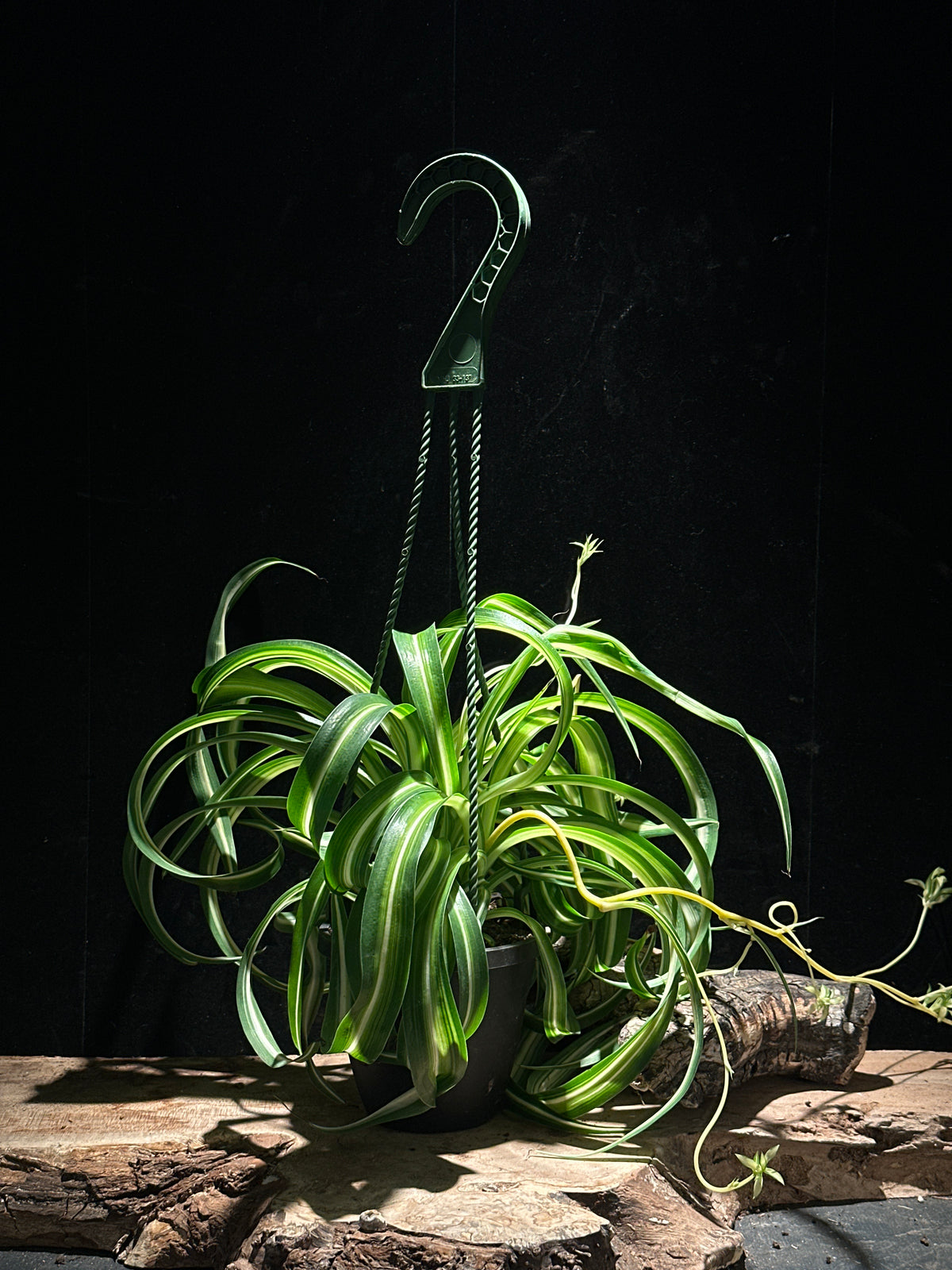 Chlorophytum comosum 'Bonnie' (Spider Plant)