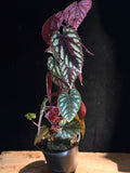 Cissus Javana (Cissus discolor)