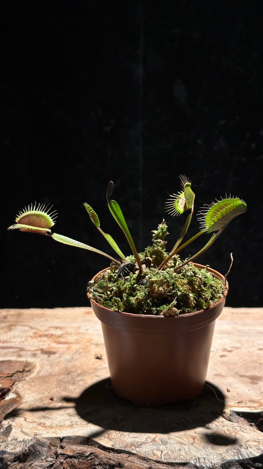 Red Venus Flytrap ‘Akai Ryu’ 3” pot