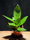 Anthurium ‘Cobra’ – Strap-Leaf Anthurium with Sculptural Foliage