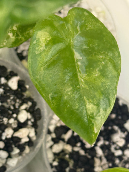 Alocasia Hualong Variegated – Rare Mottled Elephant Ear