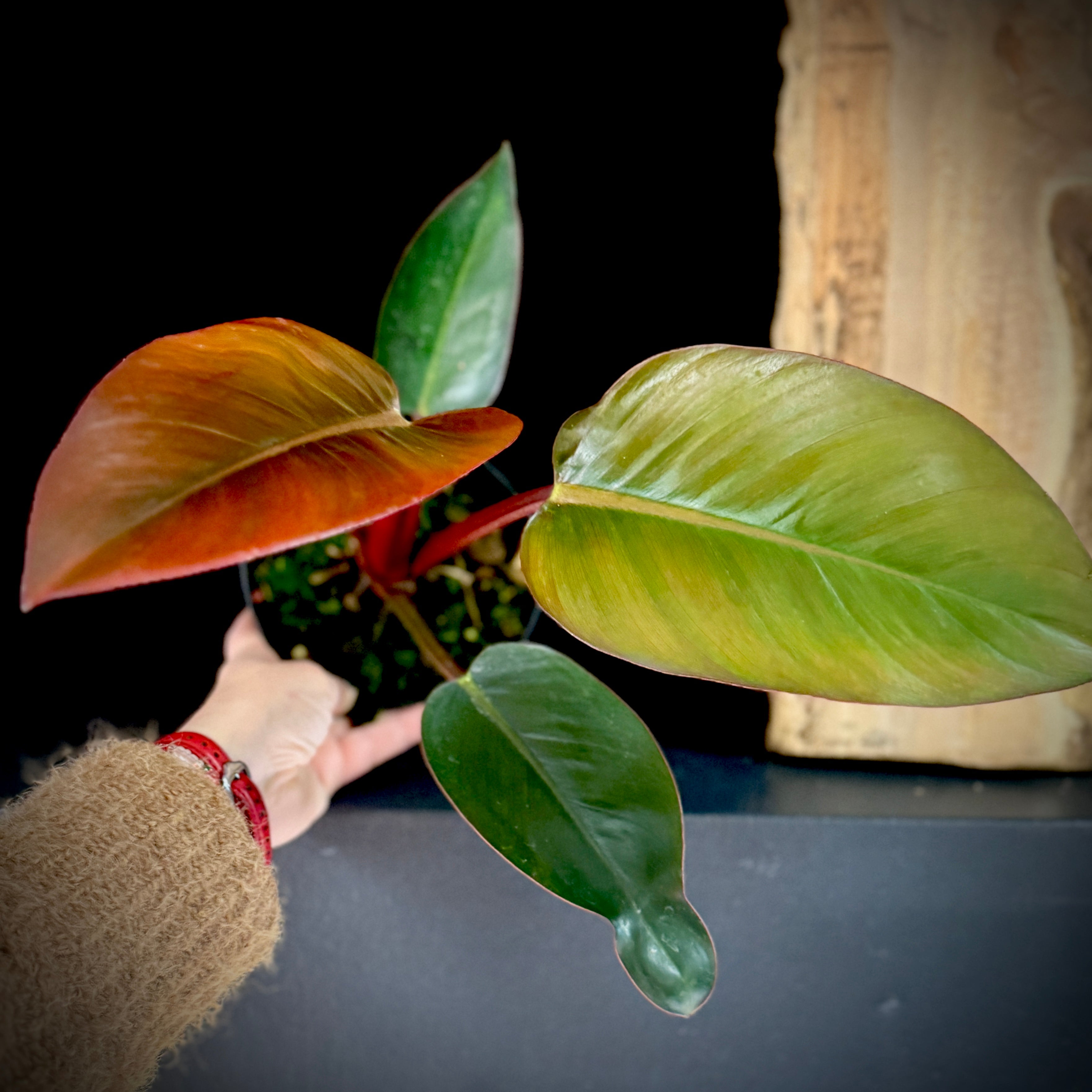 Philodendron ‘Mutant Birkin’