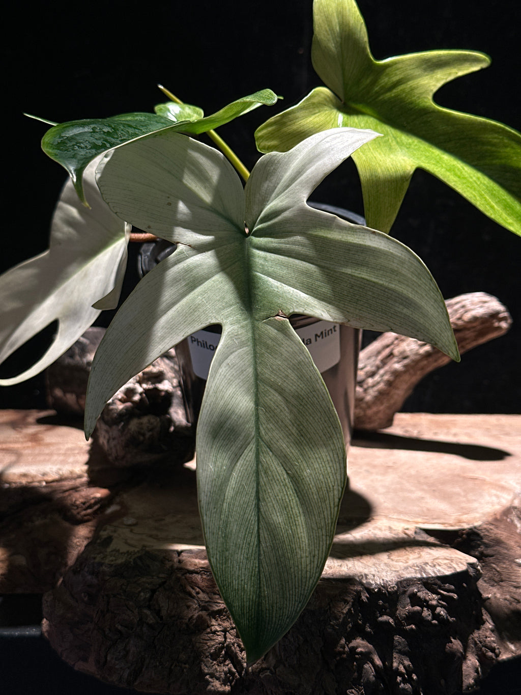 Philodendron ‘Florida Ghost Mint’