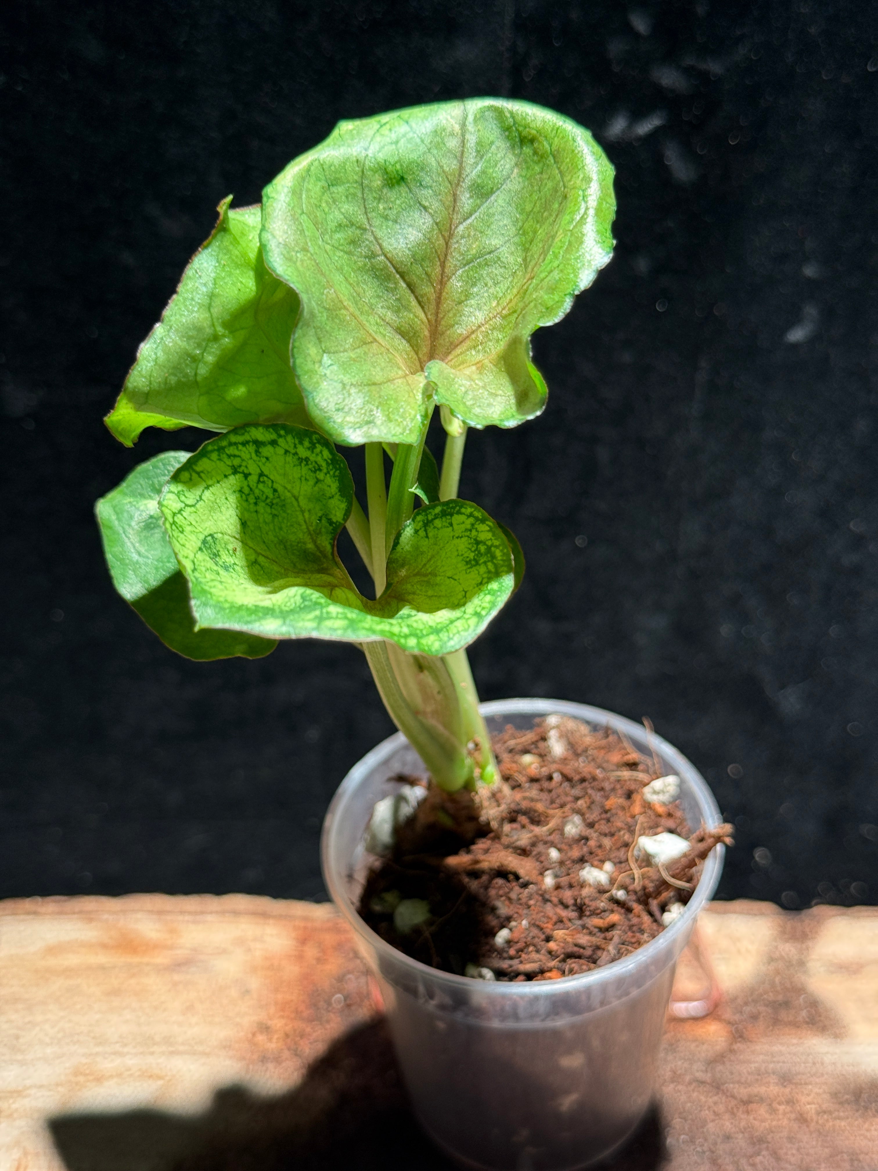 Syngonium ‘Mango Allusion’ – Arrowhead Vine Houseplant (Copy)