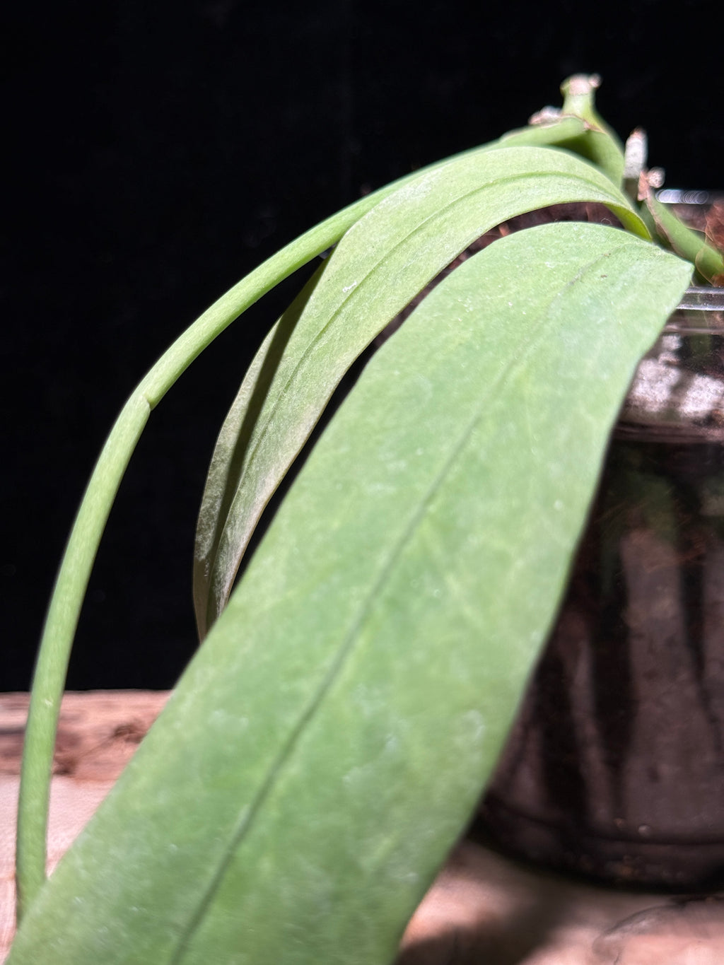 Anthurium Vitalfolium - Variegated
