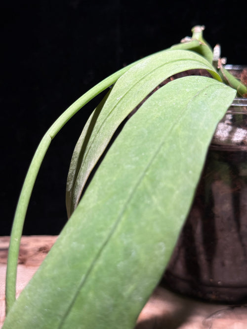 Anthurium Vitalfolium - Variegated