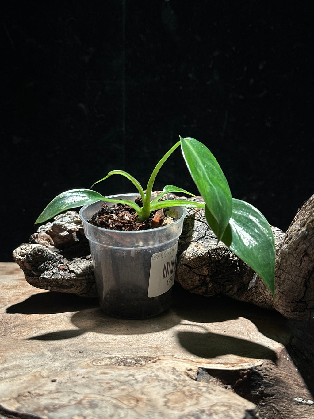Philodendron Spiritus Sancti- Holy Grail Philodendron
