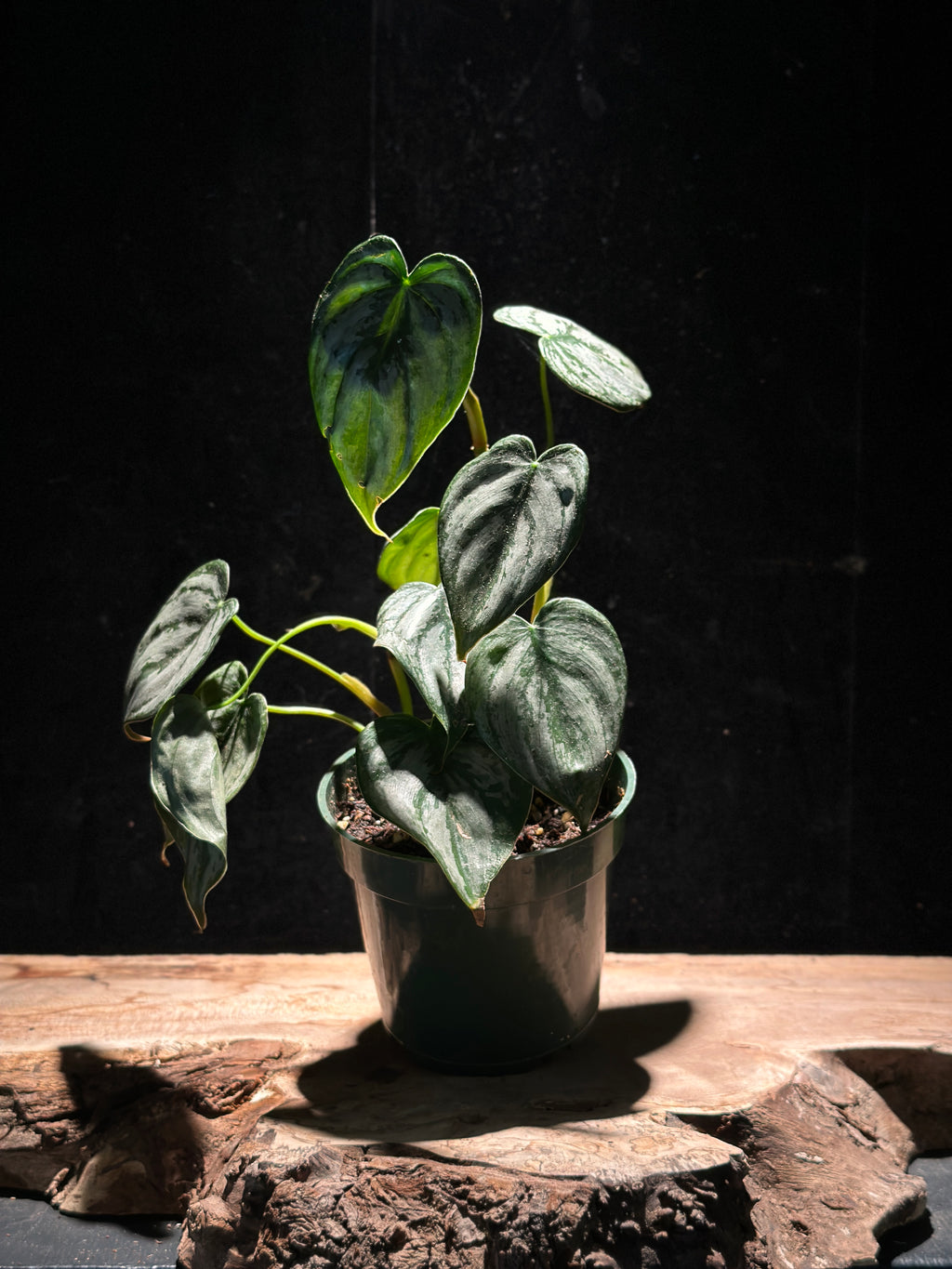 Philodendron ‘Brandtianum’