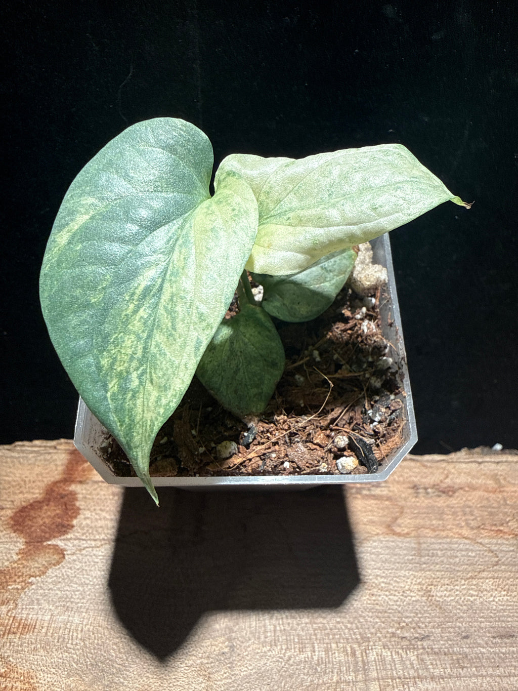 Amydrium medium variegated – Fenestrated Climber