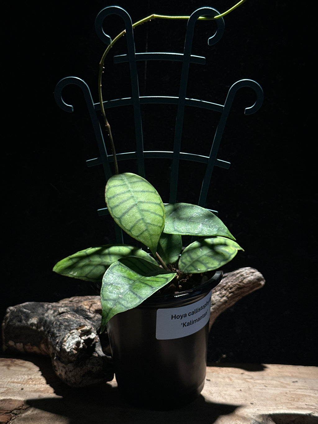 Hoya callistophyila ‘Kalimantan’