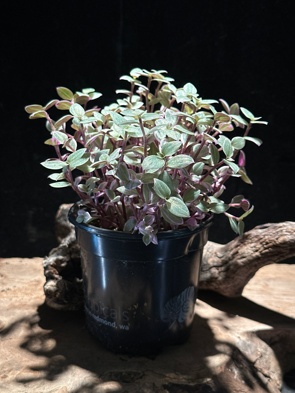 Callisia repens ‘Pink Lady’ (Pink Panther)| Variegated Turtle Vine | Live Trailing Houseplant