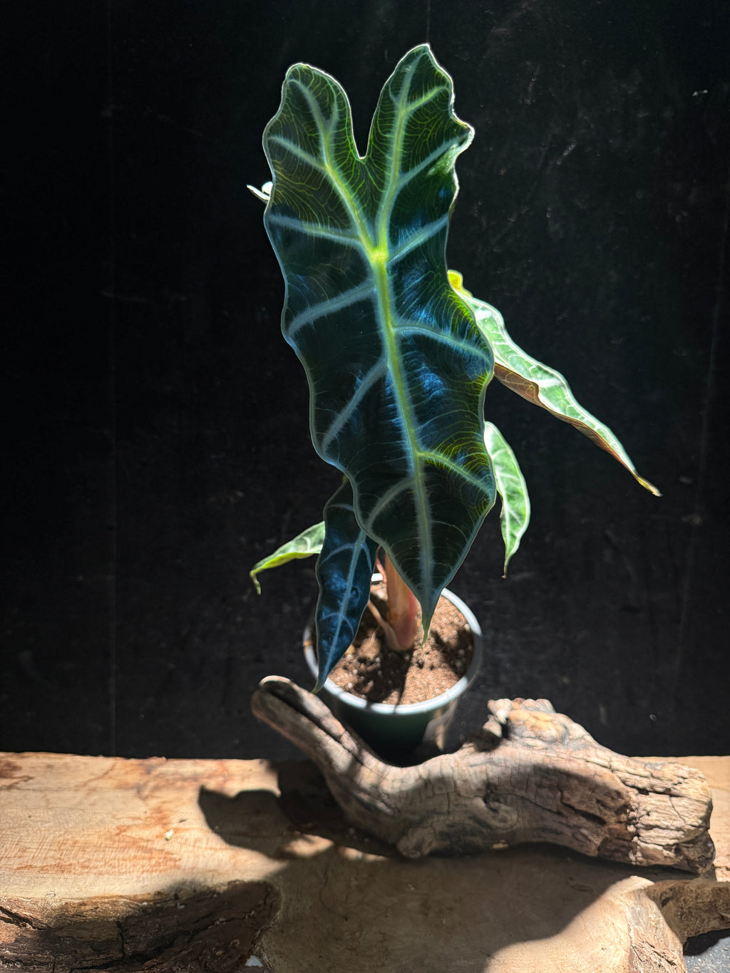 Alocasia Polly (African Mask Plant) – Striking Tropical Houseplant