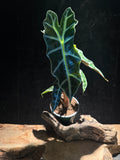Alocasia Polly (African Mask Plant) – Striking Tropical Houseplant