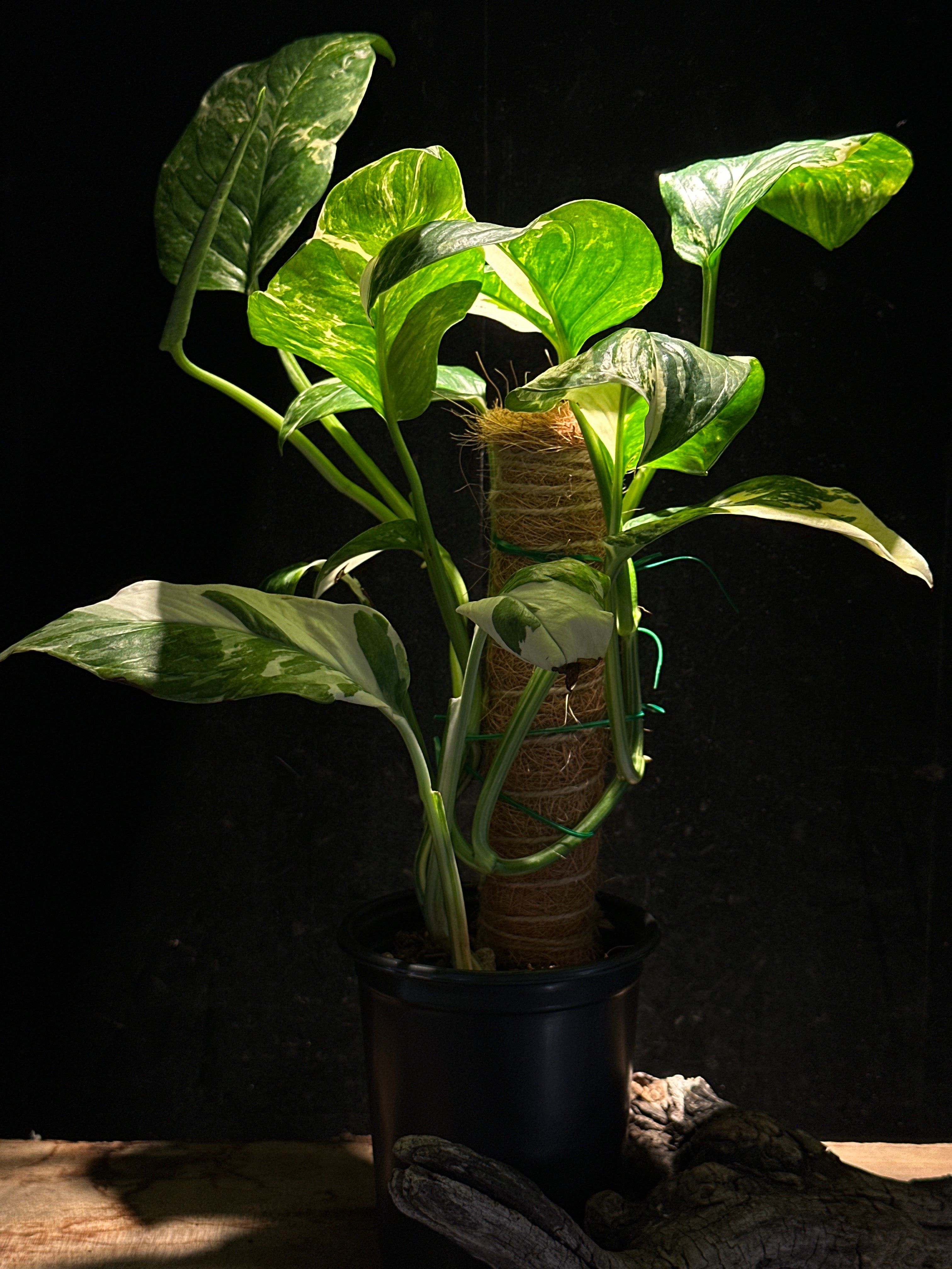 Monstera lechleriana ‘Albo
