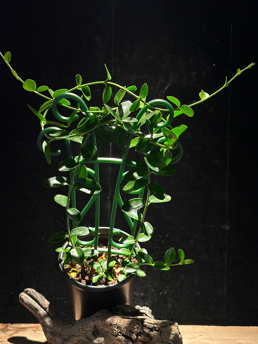 Hoya cumingiana