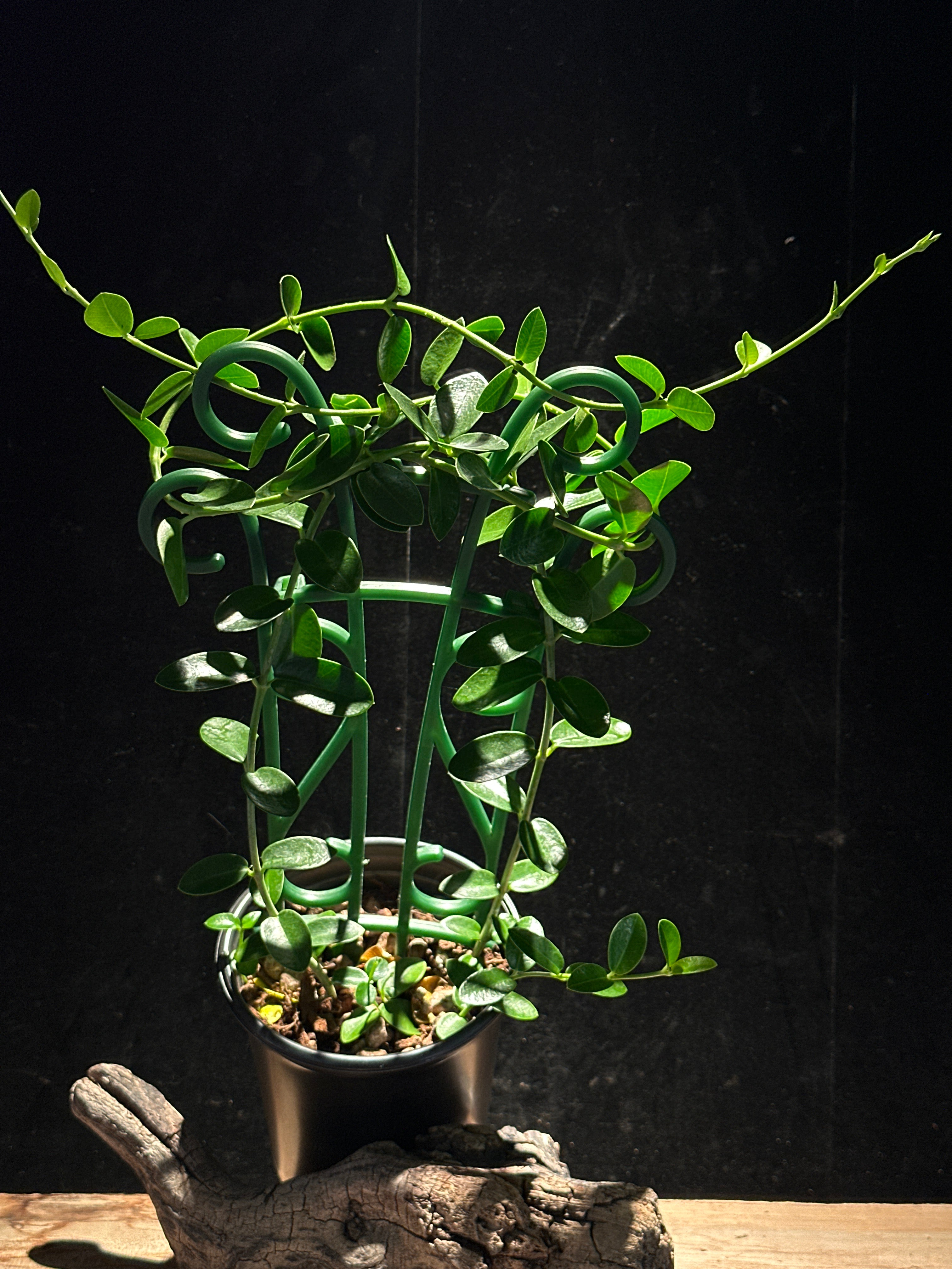 Hoya cumingiana