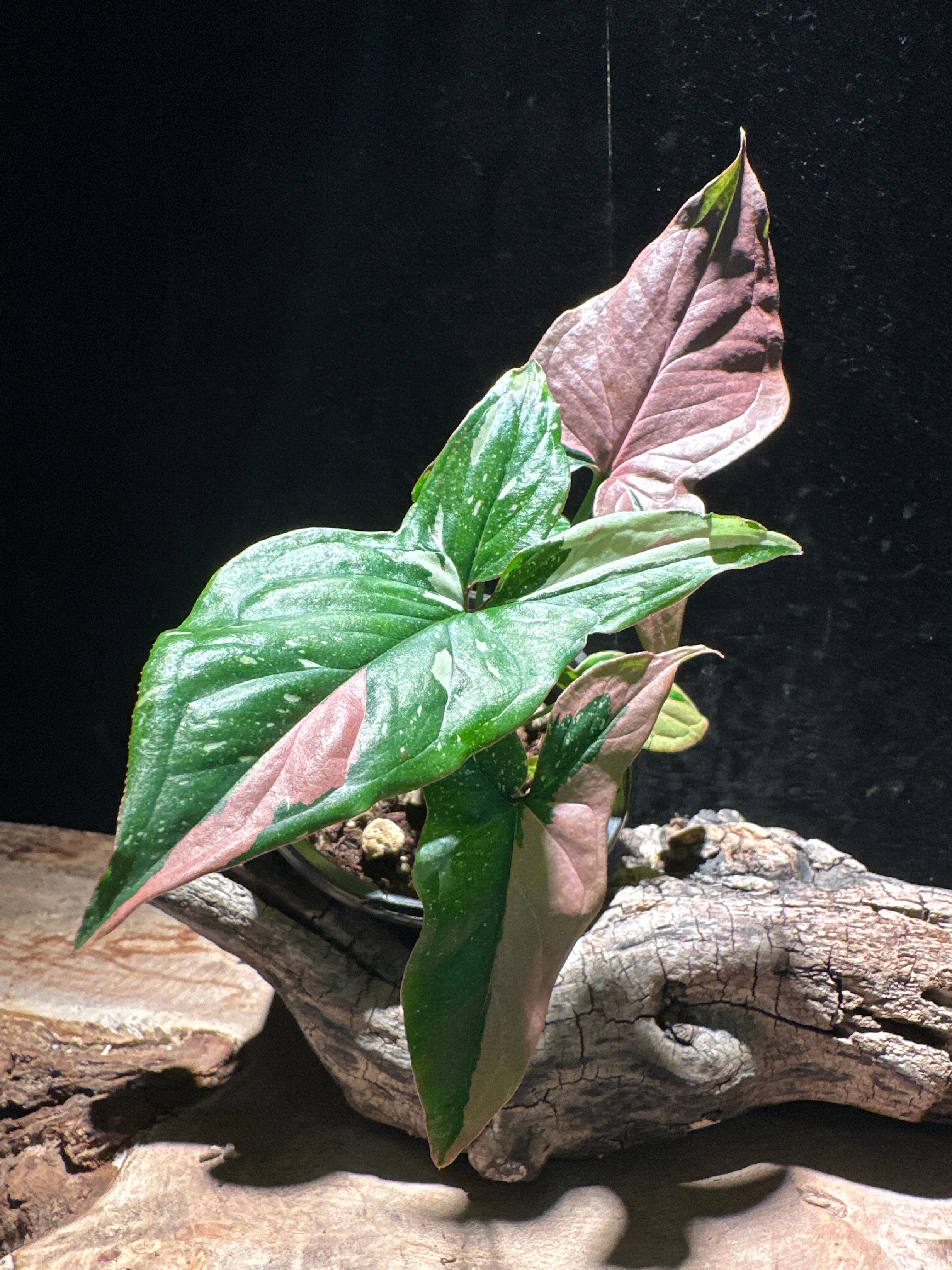 Syngonium Podophyllum ‘Red Spot Tricolor’