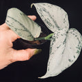 Scindapsus Silver Sierra