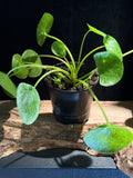 Pilea peperomiodes ‘Mojito’
